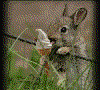 BunnyLick.gif