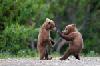 bear-fight.jpg