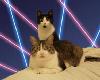cat-prom.jpg