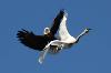 eagle-swan.jpg