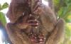 evil-monkey.jpg