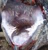 fishmouth.jpg
