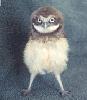 juvenile_burrowing_owl.jpg