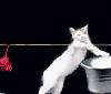 laundry-cat.jpg