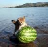 melon-pushing-cat.jpg