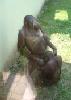monkey-love.jpg