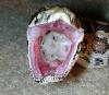 murdersnake.jpg