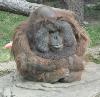 paensive-orangutan.jpg
