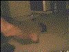 pillow-cat.gif