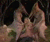 ptero.gif
