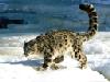 snowleopard.jpg