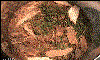 spiderhole.gif