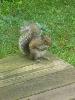 squirrel-dong.jpg
