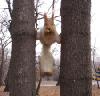 squirrel-on-two-trees.jpg