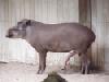 tapir_big_penis.jpg