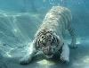 water-tiger.jpg