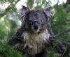 wet-koala.jpg